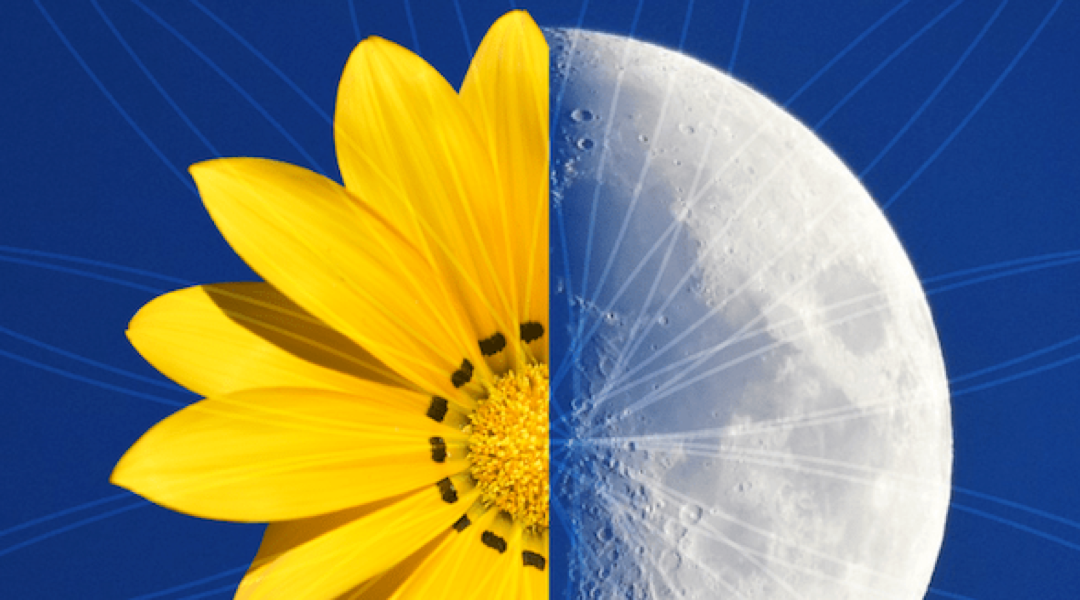 Flor e lua