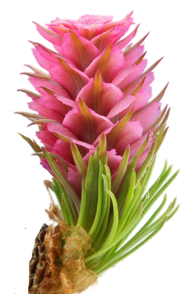 Larch
