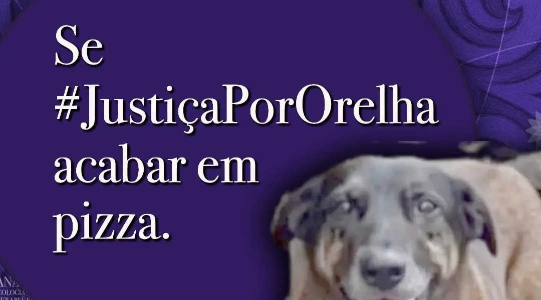 Cachorro