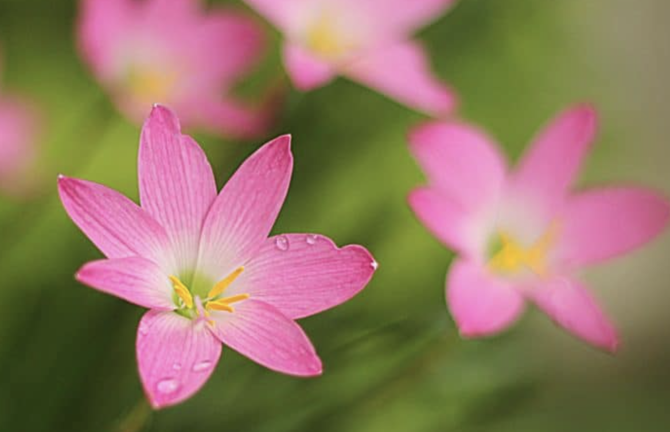 Flores